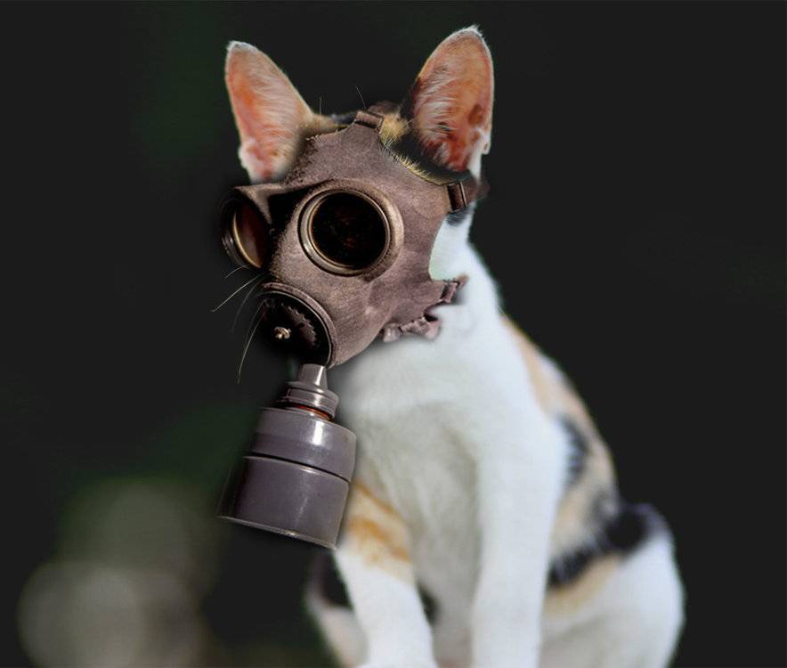 Cat-Gas-Mask.thumb.jpg.3fa65601b2ca575f7f66019c1d895d24.jpg